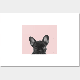 Blush pink Frenchie pop Posters and Art